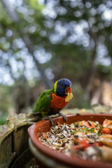 colourful parrot loriini or lorikeet bird cereal and fruit slices in green zoo