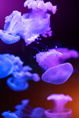 beautiful colorful jellyfish medusa swim underwater in ocean or zoo © goami