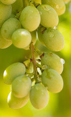 Uva do Vale do São Francisco Brasil