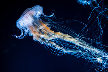 beautiful colorful jellyfish medusa swim underwater in ocean or zoo