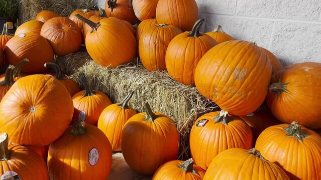 Selling vegetables at a farmers market. The cost depends on the size of the fruit. Customers can buy a pumpkin the size of a football. Buying vegetarian food at a farmers market. Fair prices