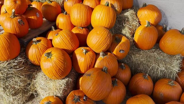 Selling vegetables at a farmers market. The cost depends on the size of the fruit. Customers can buy a pumpkin the size of a football. Buying vegetarian food at a farmers market. Fair prices