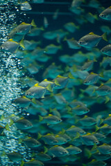 Fototapeta na wymiar school of fish in aquarium or in nature sea or ocean underwater