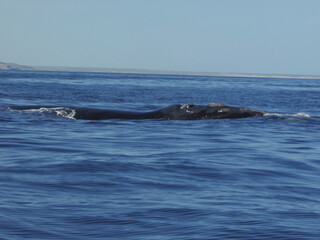 Fototapeta premium Sur Argentino