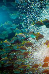 school of fish in aquarium or in nature sea or ocean underwater