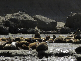 Sur Argentino