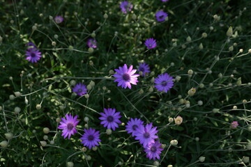 Purple flower of Annual Everlasting or Immortelle, Xeranthemum annuum, macro, selective focus