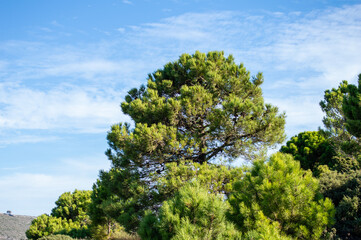Sierra de las Nieves National Park, Andalusia, southern Spain