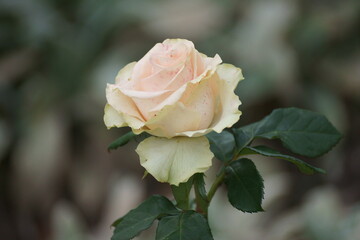 Look at the flowers, how beautiful they are, amazing petals gathered together.