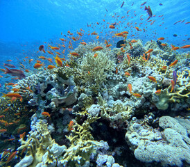 Fototapeta na wymiar Coral reef in the Red Sea next to Sharm El-Sheikh