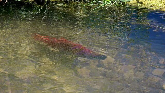 View of a Kokanee salmon during the spawn underwater in Utah.