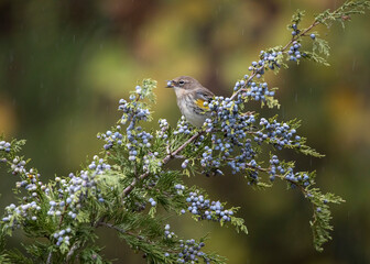yellow rumped warbler eating a berry