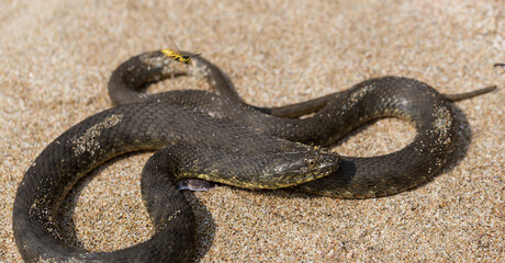 Natrix tessellata. The dice snake is a European non venomous snake belonging to the family Colubridae, subfamily Natricinae. The reptile lives on the sandy beach of the Black Sea.