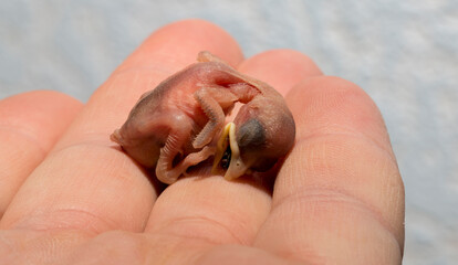 A house sparrow chick that fell out of the nest. The tragedy of the reproduction process in birds. A dying animal in the palm of a man.