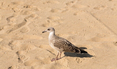 European herring gull (Larus argentatus). A young waterfowl on the sand by the sea. The chick.