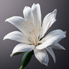 White Lily Flower on Gray Background