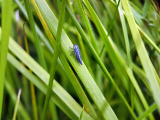 leaf hopper in grass