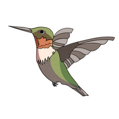 hummingbird vector illustration / doodle