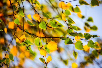 Colorful leaves in forest. Colorful leaves in autumn.