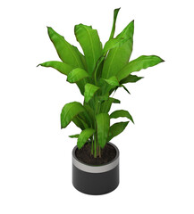 3d render of potted plant isolated background. Scene Creator.