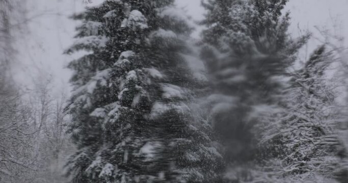 Heavy snowfall engulfs a forest, with tall pine trees weighed down by snow. The storm is intense, obscuring finer details, making the trees seem like ghostly silhouettes