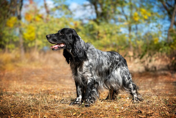 Black and white Russian hunting spaniel standing against the backdrop of an autumn forest. Hunting dog.