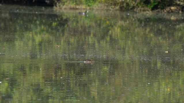 Mallard, Wild Duck in natural ambient, female (Anas platyrhynchos) - (4K)