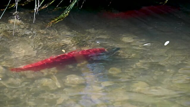 Kokanee salmon spawning in small creek in Utah at Strawberry Reservoir.