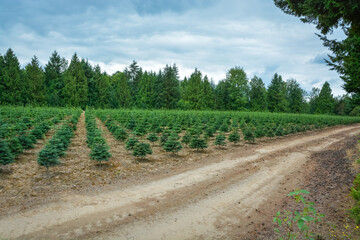 Fototapeta na wymiar Planting stock of pine trees on tree farm for re-forestation
