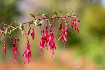 Fuchsie