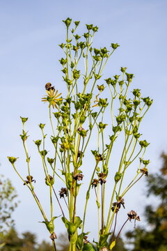 Silphium asteriscus