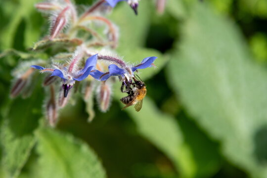 Waldbiene auf Borretsch