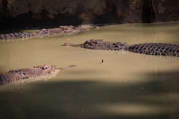 The saltwater crocodile, Crocodylus porosus is a crocodilian native to saltwater habitats and brackish wetlands