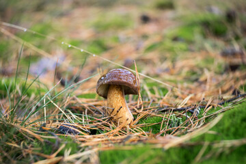 Forest mushroom Imleria badia (bay bolete). Swirl bokeh. Art lens.