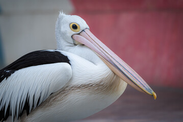 Fototapeta na wymiar The Australian pelican, Pelecanus conspicillatus is a large waterbird in the family Pelecanidae
