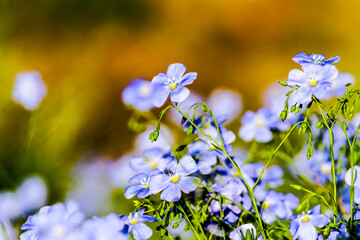 Spring floral background. First spring flowers. Flowers in spring. HDR Image (High Dynamic Range).