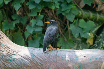 Starling perched on a tree branch, Acridotheres javanicus, The Javan myna, also known as the white vented myna, is a species of myna  and a member of the starling family.