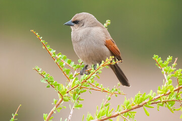 Bay winged Cowbird in Calden forest environment, La Pampa Province, Patagonia, Argentina.