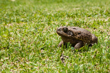 frog in the countryside