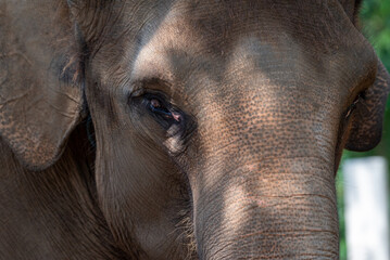 Fototapeta premium Close up of The Sumatran elephant, Elephas maximus sumatranus is recognized subspecies of the Asian elephant, and native to the Indonesian island of Sumatra 