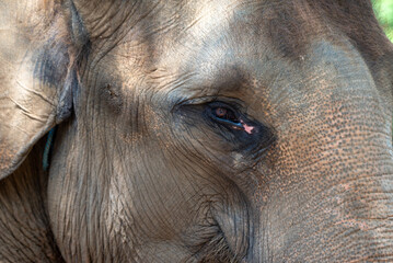 Close up of The Sumatran elephant, Elephas maximus sumatranus is  recognized subspecies of the...