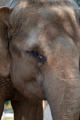 Close up of The Sumatran elephant, Elephas maximus sumatranus is  recognized subspecies of the Asian elephant, and native to the Indonesian island of Sumatra 