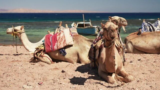 Close up of harness chew camels lying on the sand at the beach of the Red Sea. Tourists on excursions in the Egypt desert
