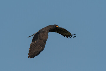Snail Kite , Ibera Marsh National Park , Corrientes  province, Patagonia , Argentina.