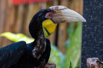 Close up of a female Rhyticeros undulatus bird, The wreathed hornbill is perching on a tree in Borneo forest