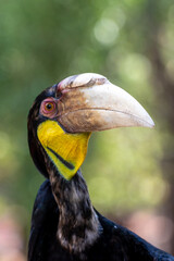 Close up of a female Rhyticeros undulatus bird, The wreathed hornbill is perching on a tree in Borneo forest