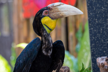 Close up of a female Rhyticeros undulatus bird, The wreathed hornbill is perching on a tree in Borneo forest