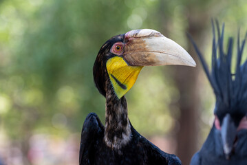 Close up of a female Rhyticeros undulatus bird, The wreathed hornbill is perching on a tree in Borneo forest