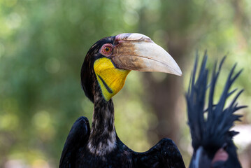 Close up of a female Rhyticeros undulatus bird, The wreathed hornbill is perching on a tree in Borneo forest