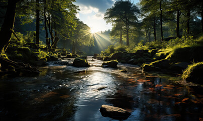 Dense green forest on a summer day.
